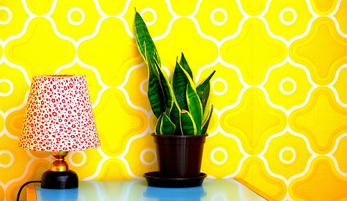 sanseviera-doppelbelichtung