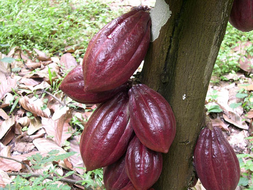 Cacau