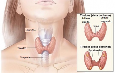 Saiba mais sobre o bócio e a tireoide