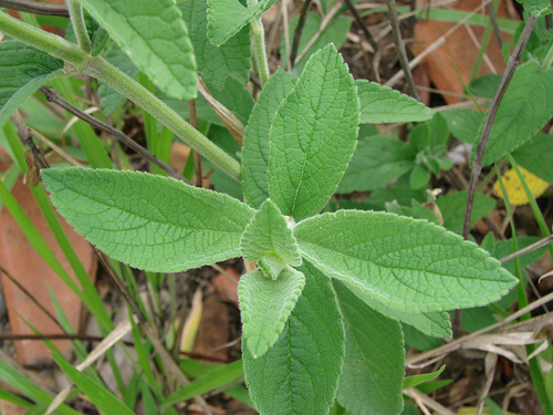 salvia possui propriedades que te ajudaram a emagrecer