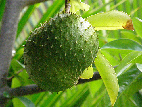 graviola