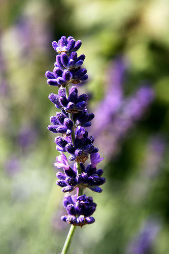 Os aromas influenciam os sonhos