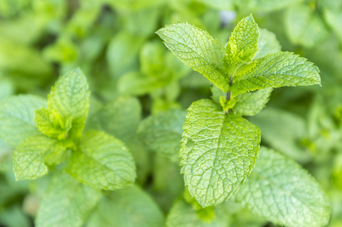 menta