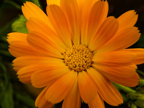 sabão natural para as partes intimas