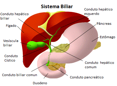 sistema biliar entre fígado e pâncreas