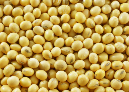 A soja aliada ao xarope de gengibre, mel e limão ajudam o sistema imune