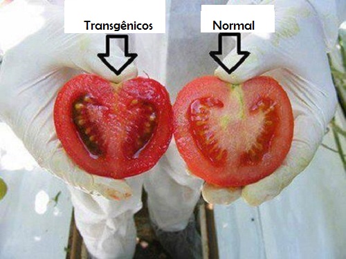 Alimentos transgênicos: quais são seus perigos?