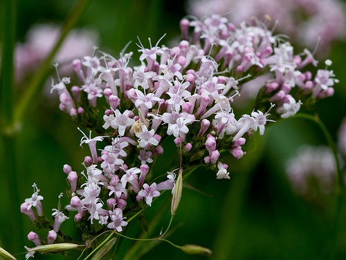 valeriana, uma planta medicinal para curar a insônia
