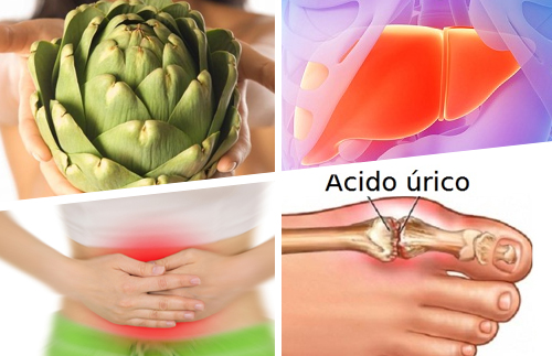Alcachofra conheça excelentes usos medicinais Alcachofra conheça excelentes usos medicinais