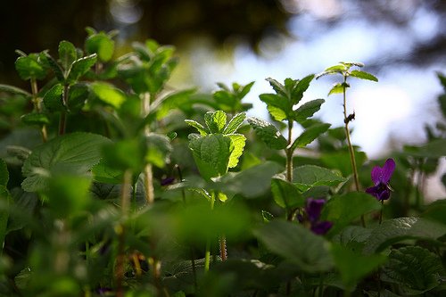 7 poderosas ervas medicinais