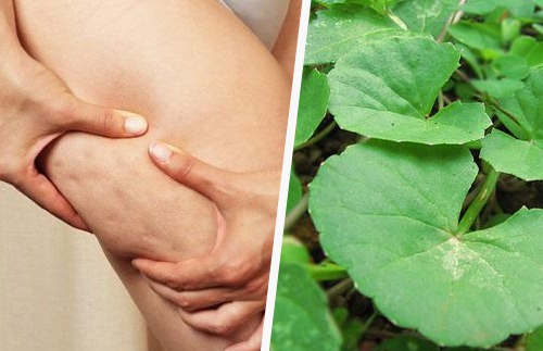 As propriedades da centella asiática no combate a celulite