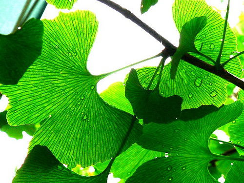 Ervas que ajudam a melhorar a memória