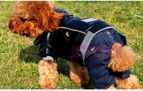 Pet usando roupinha feita de jeans velho