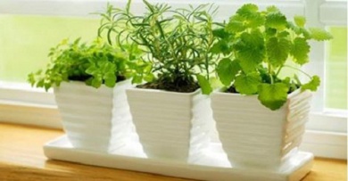 Plantas que atraem energias positivas