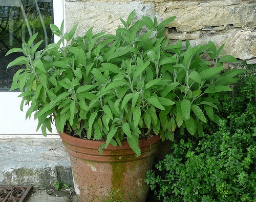 Cultivar sálvia em casa