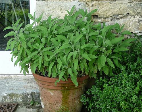 Salvia pode ajudar a evitar cabelos brancos