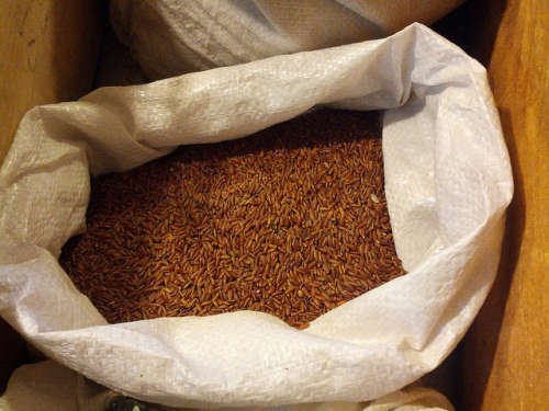 ervas-arroz-vermelho