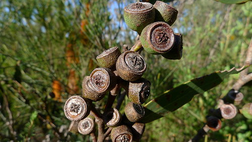Eucalipto é uma das plantas que atraem energias positivas