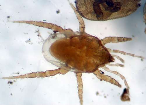 antiácaros para eliminar ácaro