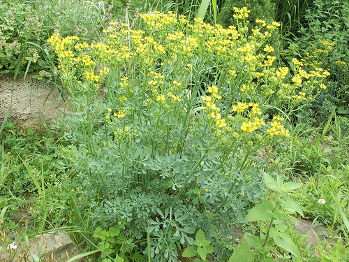 arruda