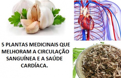 5 plantas medicinais que melhoram a circulação