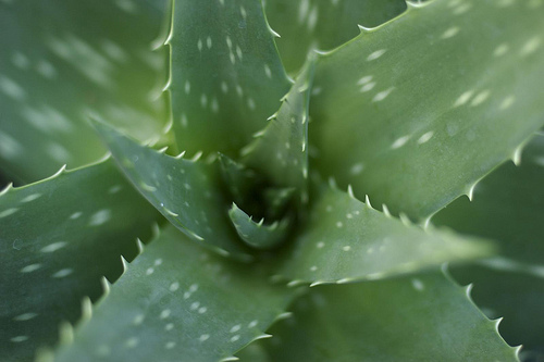 cultivar aloe vera