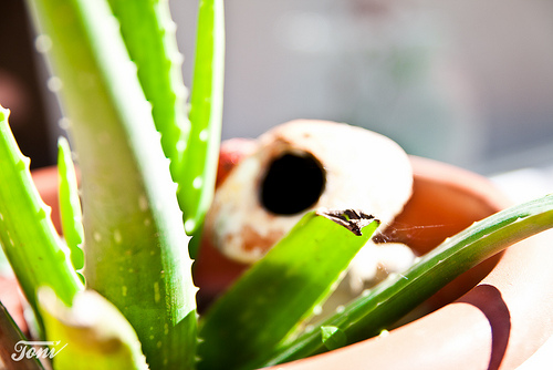 cuidados com o cultivo de aloe vera