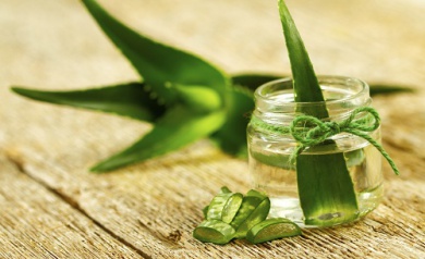 Aprenda a cultivar aloe vera em casa, você vai se encantar!