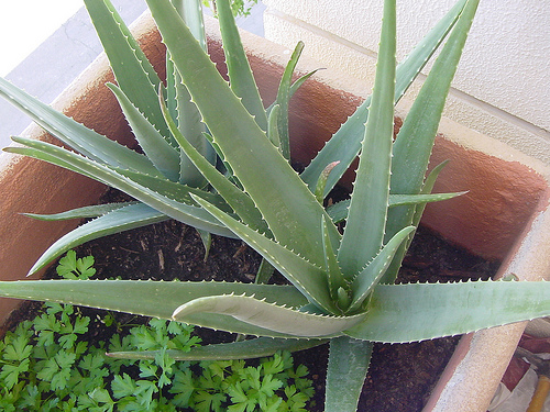 como plantar aloe vera