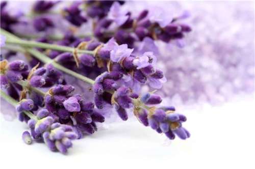Lavanda para eliminar o mau cheiro dos sapatos