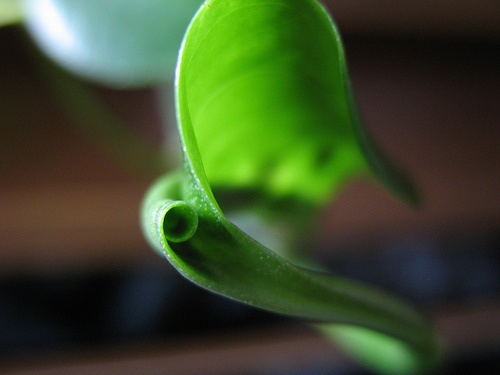 planta