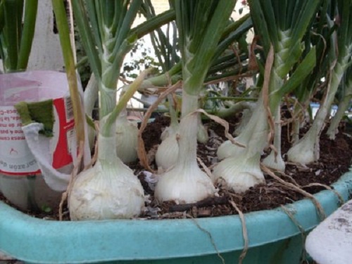 Como cultivar nossas próprias cebolas em casa