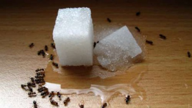 Repelentes naturais e econômicos para formigas