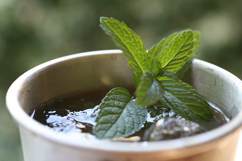 Repelente com menta para formigas.