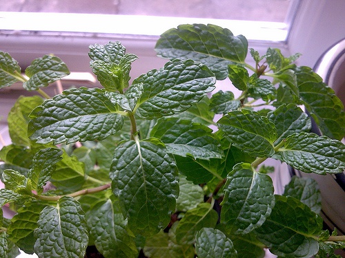 hortela2