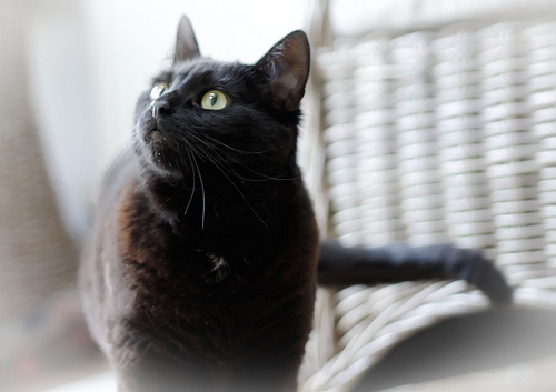 Bicarbonato de sódio para eliminar cheiro de urina de animais