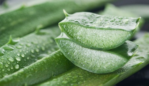 Aloe-vera