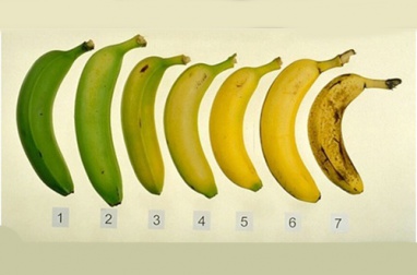 É mais saudável comer banana quando ela está madura ou verde?