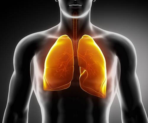 3 infusões medicinais para fortalecer os pulmões 3 infusões medicinais para fortalecer os pulmões