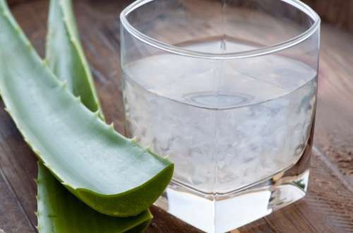 aloe-500x331