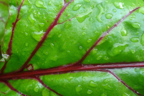 folha-verde-beterraba-net-efekt-500x334