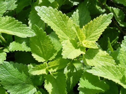 melissa para os nervos e a ansiedade