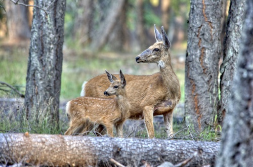Como reduzir o estresse através da natureza