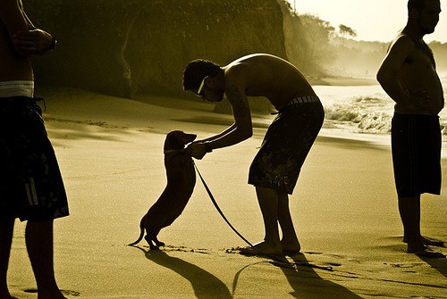 dançando com o cachorro