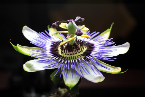 passiflora ajuda a Parar de fumar