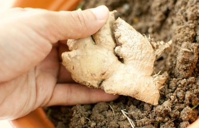 Cultive o gengibre dentro de casa