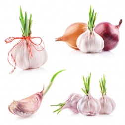Alhos germinados