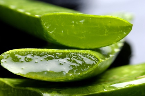 Aloe-vera-500x332