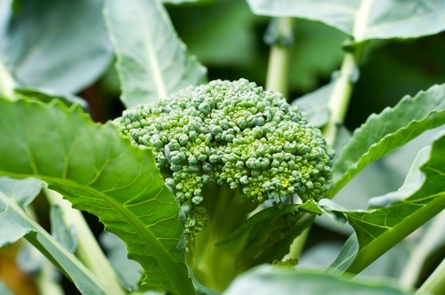Como-incluir-hojas-de-brócoli-en-tu-dieta-500x332