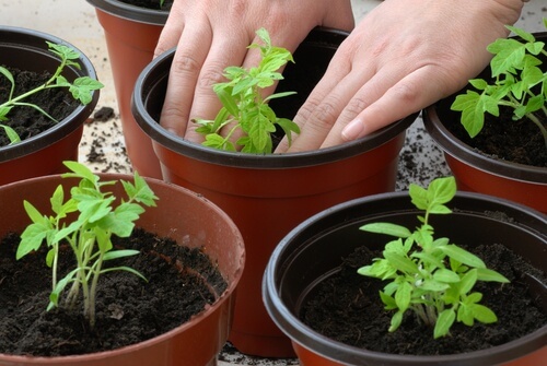 Como plantar em sua casa alecrim, salsa e hortelã Como plantar em sua casa alecrim, salsa e hortelã